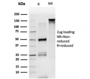 SDS-PAGE analysis of purified, BSA-free LDB2 antibody (clone PCRP-LDB2-1B10) as confirmation of integrity and purity.