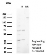 SDS-PAGE analysis of purified, BSA-free MIG9 antibody (clone S100P/7374) as confirmation of integrity and purity.