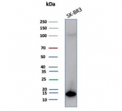Western blot testing of human SK-BR-3 cell lysate with S100P antibody (clone S100P/7373). Predicted molecular weight ~10 kDa.