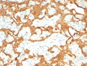 IHC staining of FFPE human placental tissue with S100P antibody (clone S100P/7978R). HIER: boil tissue sections in pH 9 10mM Tris with 1mM EDTA for 20 min and allow to cool before testing.