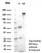 SDS-PAGE analysis of purified, BSA-free PCGF3 antibody (clone PCRP-PCGF3-1D5) as confirmation of integrity and purity.