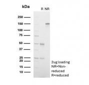 SDS-PAGE analysis of purified, BSA-free CD117 antibody (clone C117/6347) as confirmation of integrity and purity.