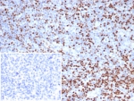 IHC staining of FFPE human tonsil tissue with TCF1 alpha antibody (clone LEF1/6764). Inset: PBS used in place of primary Ab (secondary Ab negative control). HIER: boil tissue sections in pH 9 10mM Tris with 1mM EDTA for 20 min and allow to cool before testing.