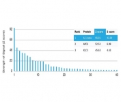 Analysis of a HuProt(TM) microarray containing more than 19,000 full-length human proteins using Interleukin-2 antibody (clone IL2/4987). Z- and S- Score: The Z-score represents the strength of a signal that a monoclonal antibody (in combination with a fluorescently-tagged anti-IgG secondary antibody) produces when binding to a particular protein on the HuProt(TM) array. Z-scores are described in units of standard deviations (SD's) above the mean value of all signals generated on that array. If targets on HuProt(TM) are arranged in descending order of the Z-score, the S-score is the difference (also in units of SD's) between the Z-score. S-score therefore represents the relative target specificity of a mAb to its intended target. A mAb is considered to be specific to its intended target, if the mAb has an S-score of at least 2.5. For example, if a mAb binds to protein X with a Z-score of 43 and to protein Y with a Z-score of 14, then the S-score for the binding of that mAb to protein X is equal to 29.