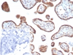 IHC staining of FFPE human placental tissue with bFGF antibody (clone FGF2/7364). Inset: PBS used in place of primary Ab (secondary Ab negative control). HIER: boil tissue sections in pH 9 10mM Tris with 1mM EDTA for 20 min and allow to cool before testing.