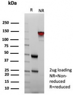 SDS-PAGE analysis of purified, BSA-free FGF2 antibody (clone FGF2/7365) as confirmation of integrity and purity.