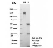SDS-PAGE analysis of purified, BSA-free Interleukin-15 antibody (clone IL15/4699) as confirmation of integrity and purity.