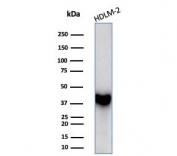 Western blot testing of human HDLM-2 cell lysate with STING1 antibody (clone STING1/7435). Predicted molecular weight ~42 kDa.