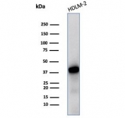 Western blot testing of human HDLM-2 cell lysate with STING antibody (clone STING1/7436). Predicted molecular weight ~42 kDa.