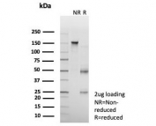 SDS-PAGE analysis of purified, BSA-free NR3C2 antibody (clone PCRP-NR3C2-1E3) as confirmation of integrity and purity.