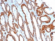 IHC staining of FFPE human kidney tissue with SDHA antibody (clone SDHA/7493). HIER: boil tissue sections in pH 9 10mM Tris with 1mM EDTA for 20 min and allow to cool before testing.