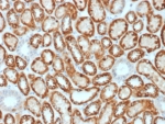 IHC staining of FFPE human kidney tissue with Occludin antibody (clone OCLN/2182). HIER: boil tissue sections in pH 9 10mM Tris with 1mM EDTA for 20 min and allow to cool before testing.