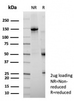 SDS-PAGE analysis of purified, BSA-free Occludin antibody (clone OCLN/8526R) as confirmation of integrity and purity.