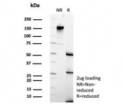 SDS-PAGE analysis of purified, BSA-free TCF7 antibody (clone TCF7/7631) as confirmation of integrity and purity.