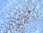IHC staining of FFPE human lymph node tissue with TCF7 antibody (clone TCF7/7631). HIER: boil tissue sections in pH 9 10mM Tris with 1mM EDTA for 20 min and allow to cool before testing.