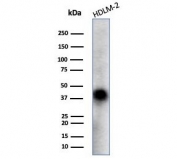 Western blot testing of human HDLM-2 cell lysate with STING1 antibody (clone STING1/7441). Predicted molecular weight ~42 kDa.