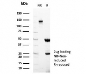 SDS-PAGE analysis of purified, BSA-free STING1 antibody (clone STING1/7433) as confirmation of integrity and purity.