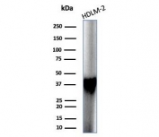 Western blot testing of human HDLM-2 cell lysate with STING1 antibody (clone STING1/7433). Predicted molecular weight ~42 kDa.