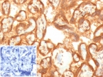 IHC staining of FFPE human placental tissue with Vascular Endothelial Growth Factor antibody (clone VEGFA/7757R). Inset: PBS used in place of primary Ab (secondary Ab negative control). HIER: boil tissue sections in pH 9 10mM Tris with 1mM EDTA for 20 min and allow to cool before testing.