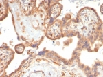 IHC staining of FFPE human placental tissue with Vascular Endothelial Growth Factor antibody (clone VEGFA/7758R). HIER: boil tissue sections in pH 9 10mM Tris with 1mM EDTA for 20 min and allow to cool before testing.