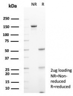 SDS-PAGE analysis of purified, BSA-free STING1 antibody (clone STING1/7437) as confirmation of integrity and purity.