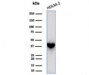 Western blot testing of human HDLM-2 cell lysate with STING1 antibody (clone STING1/7437). Predicted molecular weight ~42 kDa.