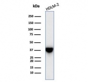 Western blot testing of human HDLM-2 cell lysate with STING antibody (clone STING1/7438). Predicted molecular weight ~42 kDa.