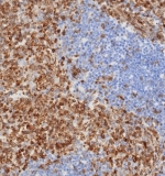 IHC staining of FFPE human spleen tissue with STING1 antibody (clone STING1/7439). HIER: boil tissue sections in pH 9 10mM Tris with 1mM EDTA for 20 min and allow to cool before testing.