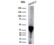 Western blot testing of human HDLM-2 cell lysate with STING1 antibody (clone STING1/7439). Predicted molecular weight ~42 kDa.