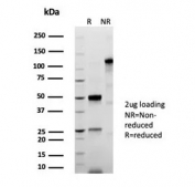 SDS-PAGE analysis of purified, BSA-free STING1 antibody (clone STING1/8187R) as confirmation of integrity and purity.