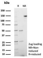 SDS-PAGE analysis of purified, BSA-free Osteonectin antibody (clone rOSTN/8527) as confirmation of integrity and purity.