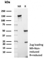 SDS-PAGE analysis of purified, BSA-free CD74 antibody (clone rCLIP/8679) as confirmation of integrity and purity.