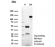 SDS-PAGE analysis of purified, BSA-free CD74 antibody (clone CLIP/8680R) as confirmation of integrity and purity.