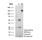 SDS-PAGE analysis of purified, BSA-free CD168 antibody (clone HMMR/8021) as confirmation of integrity and purity.