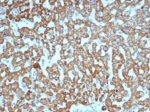 IHC staining of FFPE human liver tissue with VEGF antibody (clone VEGFA/7635R). HIER: boil tissue sections in pH 9 10mM Tris with 1mM EDTA for 20 min and allow to cool before testing.