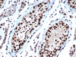 IHC staining of FFPE human testis tissue with HSPA1B antibody (clone HSPA1B/7623). HIER: boil tissue sections in pH 9 10mM Tris with 1mM EDTA for 20 min and allow to cool before testing.
