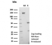 SDS-PAGE analysis of purified, BSA-free HSP70-2 antibody (clone HSPA1B/7625) as confirmation of integrity and purity.