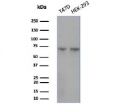 Western blot testing of human T-47D & HEK293 cell lysates using HSP70-2 antibody (clone HSPA1B/7625). Expected molecular weight ~70 kDa.