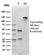 SDS-PAGE analysis of purified, BSA-free MCM3 antibody (clone MCM3/3221) as confirmation of integrity and purity.