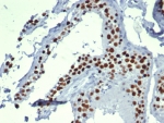 IHC staining of FFPE human testis tissue with MCM3 antibody (clone MCM3/6706). HIER: boil tissue sections in pH 9 10mM Tris with 1mM EDTA for 20 min and allow to cool before testing.