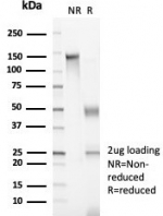 SDS-PAGE analysis of purified, BSA-free MCM3 antibody (clone MCM3/6706) as confirmation of integrity and purity.