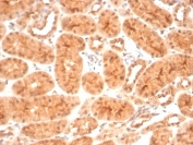 IHC staining of FFPE cat kidney with HSP90 beta antibody (clone HSP90AB1/3955). HIER: boil tissue sections in pH 9 10mM Tris with 1mM EDTA for 20 min and allow to cool before testing.