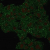 Immunofluorescent staining of PFA-fixed human HeLa cells with HSP90 beta antibody (Green, clone HSP90AB1/3955) and RedDot nuclear stain (Red).