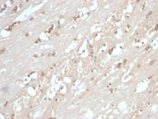 IHC staining of FFPE cow brain with HSP90 beta antibody (clone HSP90AB1/3955). HIER: boil tissue sections in pH 9 10mM Tris with 1mM EDTA for 20 min and allow to cool before testing.