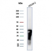 Western blot testing of human HDLM-2 cell lysate with HLA-DR antibody (clone HLA-DRB/7795R). Predicted molecular weight ~30 kDa but may be observed at higher molecular weights due to glycosylation.