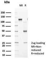 SDS-PAGE analysis of purified, BSA-free Pan-HLA-II (HLA-Pan/8311R) as confirmation of integrity and purity.