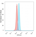 SDS-PAGE analysis of purified, BSA-free PPAR delta antibody (clone PCRP-PPARD-4C2) as confirmation of integrity and purity.