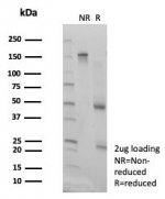 Flow cytometry testing of PFA-fixed human HeLa cells with PPAR delta antibody (clone PCRP-PPARD-4C2) followed by goat anti-mouse IgG-CF488 (blue); Red = unstained cells.