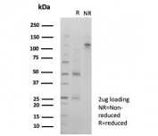 SDS-PAGE analysis of purified, BSA-free Death domain associated protein 6 antibody (clone PCRP-DAXX-6E11) as confirmation of integrity and purity.