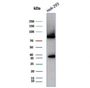 Western blot testing of human HEK293 cell lysate with Heat shock 70 kDa protein 1B antibody (clone HSPA1B/7629). Expected molecular weight ~70 kDa.
